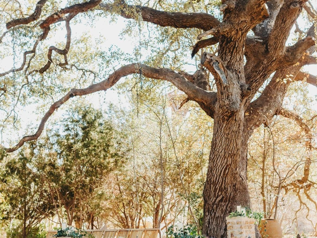 Sacred Oaks ceremony setting beneath ancient live oaks at Camp Lucy